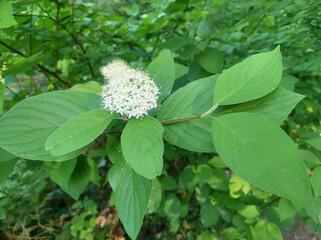 blooming cornus sericea, red osier dogwood