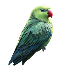Obraz premium Parakeet ,isolated on transparent background