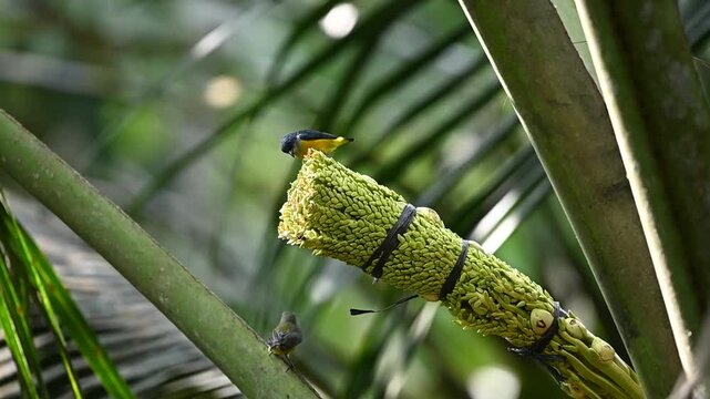 a pair of male and female orange bellied flowerpecker birds suck the nectar of coconut flowers and then switch to the little spiderhunter birds