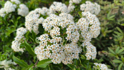 blooming firethorn bush, pyracantha crenulata