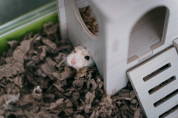 Funny white little Roborovski dwarf hamster in the cage