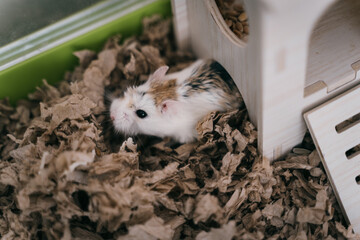 Funny white little Roborovski dwarf hamster in the cage