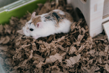 Funny white little Roborovski dwarf hamster in the cage