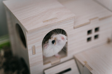 Funny white little Roborovski dwarf hamster in the cage