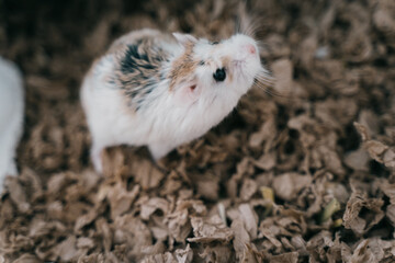 Funny white little Roborovski dwarf hamster in the cage
