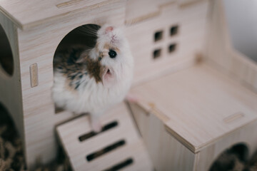 Funny white little Roborovski dwarf hamster in the cage