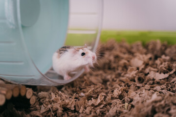 Funny white little Roborovski dwarf hamster in the cage