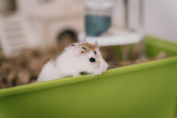 Funny white little Roborovski dwarf hamster in the cage