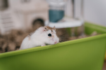 Funny white little Roborovski dwarf hamster in the cage