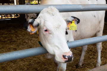 Cow with ear tag standing in barn chewing hay