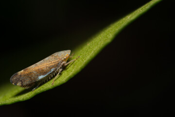 close-up shot of a treehopper