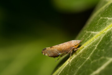 close-up shot of a treehopper