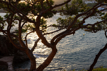 Mediterranean pine trees framing golden sunset over calm sea
