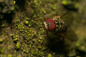 A fly in its natural habitat
