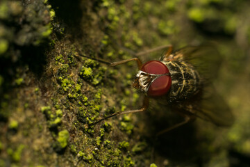 A fly in its natural habitat
