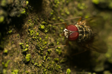 A fly in its natural habitat
