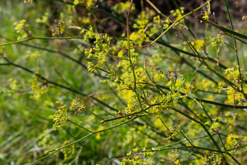 Oenanthe crocata showing small yellow flowers growing in nature