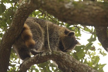 Obraz premium raccoon in the tree