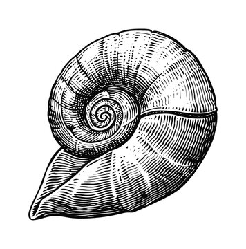 spiral shell engraving black and white outline