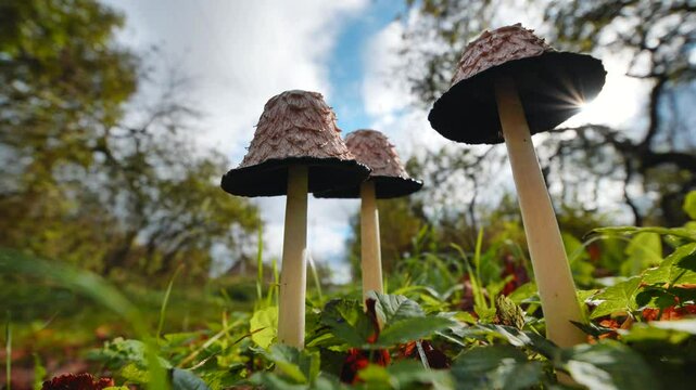 Low angle forest scene revealing shaggy ink cap mushrooms emerging through golden autumn sunlight and woodland shadows