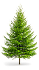Realistic green Fir tree, undecorated, isolated on white background