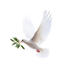 Obraz premium white dove flying with green olive twig isolated on transparent background
