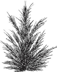 Hand draw sketch juniper bush in monochrome color. Vector illustration garden plant isolated on white background.