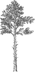 Obraz premium Hand draw sketch pine tree in monochrome color. Vector illustration garden plant isolated on white background.