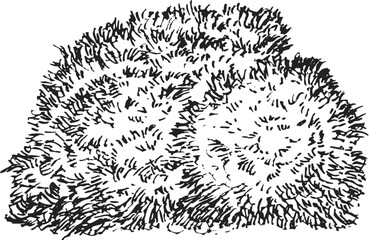 Hand draw sketch thuja bush in monochrome color. Vector illustration garden plant isolated on white background.