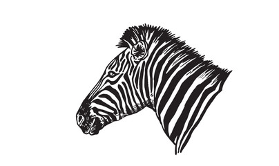 Graphical portrait of zebra on white , illustration	