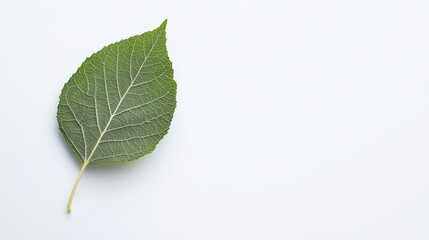 Fototapeta premium Single Green Leaf on White Background.