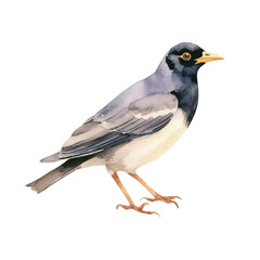 watercolor Myna isolated white background