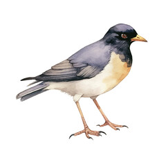 watercolor Myna isolated white background