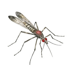 watercolor Mosquito isolated white background