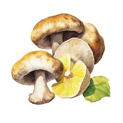 watercolor Matsutake mushroom isolated white background