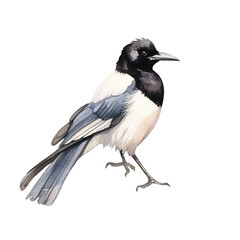 watercolor Magpie Robin isolated white background