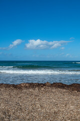 Poseion residues accumulated on the shore by the sea at the beach. Dead poses washed...