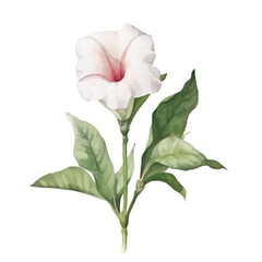 Obraz premium watercolor Mandevilla isolated white background