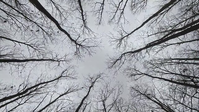 Looking up at the oak (Quercus) trees windy day