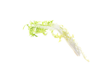 One fresh arugula leaf isolated on white