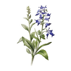 watercolor Lobelia isolated white background
