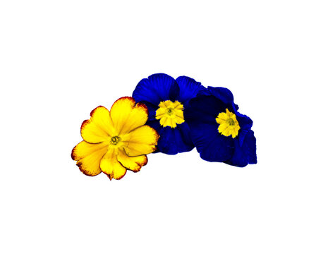 Bl&uuml;ten gelb und blau Primeln