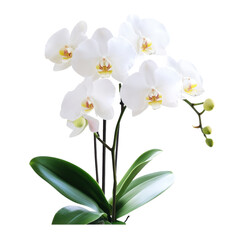 Fototapeta premium White Phalaenopsis Orchid Bloom on transparent background.