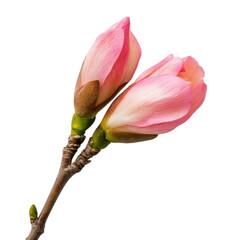 Pink Flower Bud White Background on transparent background.