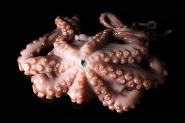 One fresh raw octopus on black background, closeup
