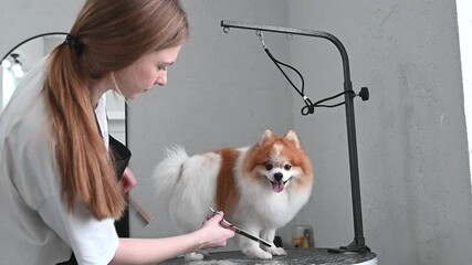 Fluffy spitz on the grooming table for a health-focused session. Regular care enhances fur quality and keeps pets happy and healthy Grooming for health: Spitz on the grooming table
