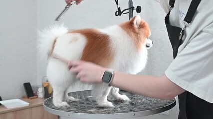 Chic pet salon atmosphere with a fluffy spitz on the grooming table. A perfect scene to highlight professional dog care and trendy grooming services rare spitz color