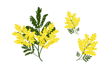Set of branches of blooming mimosa, spring flowers - vector color illustration, elements for design of cards, banners, invitations, packaging
