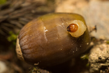 close-up shot of larva and acorn