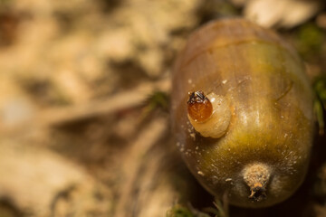 close-up shot of larva and acorn